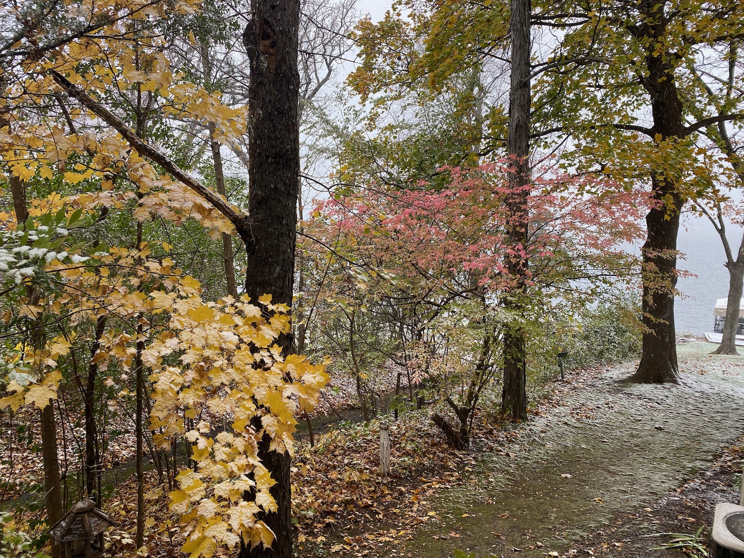 a path with trees and leaves on it