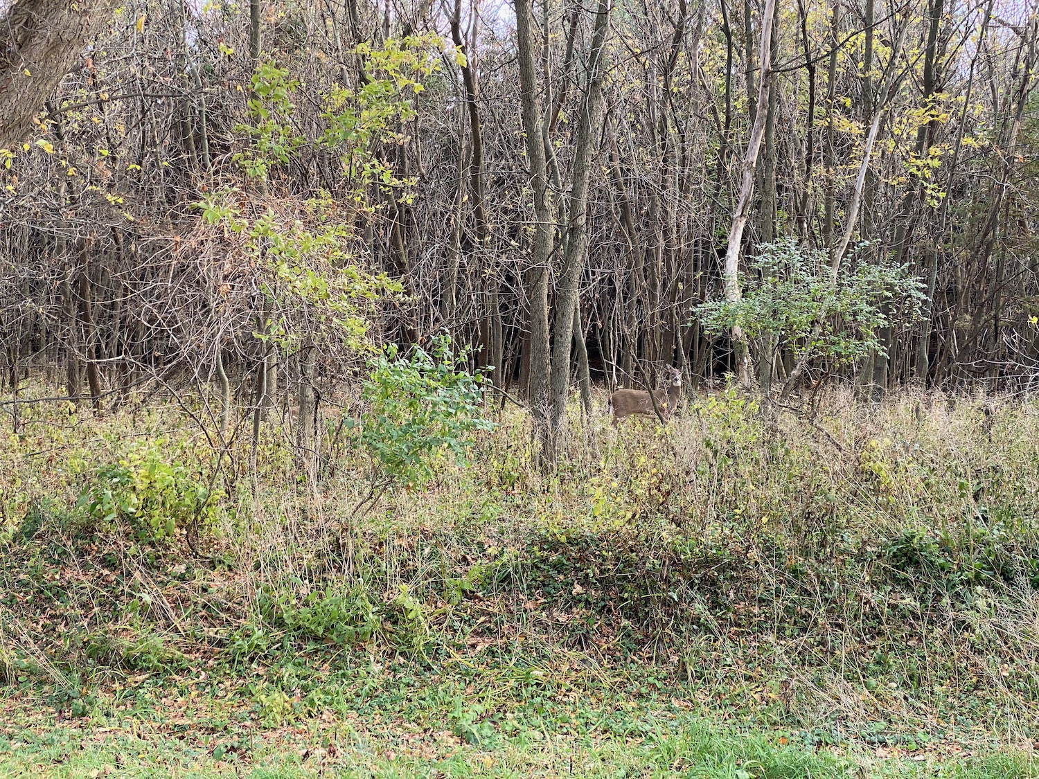 a forest with trees and grass