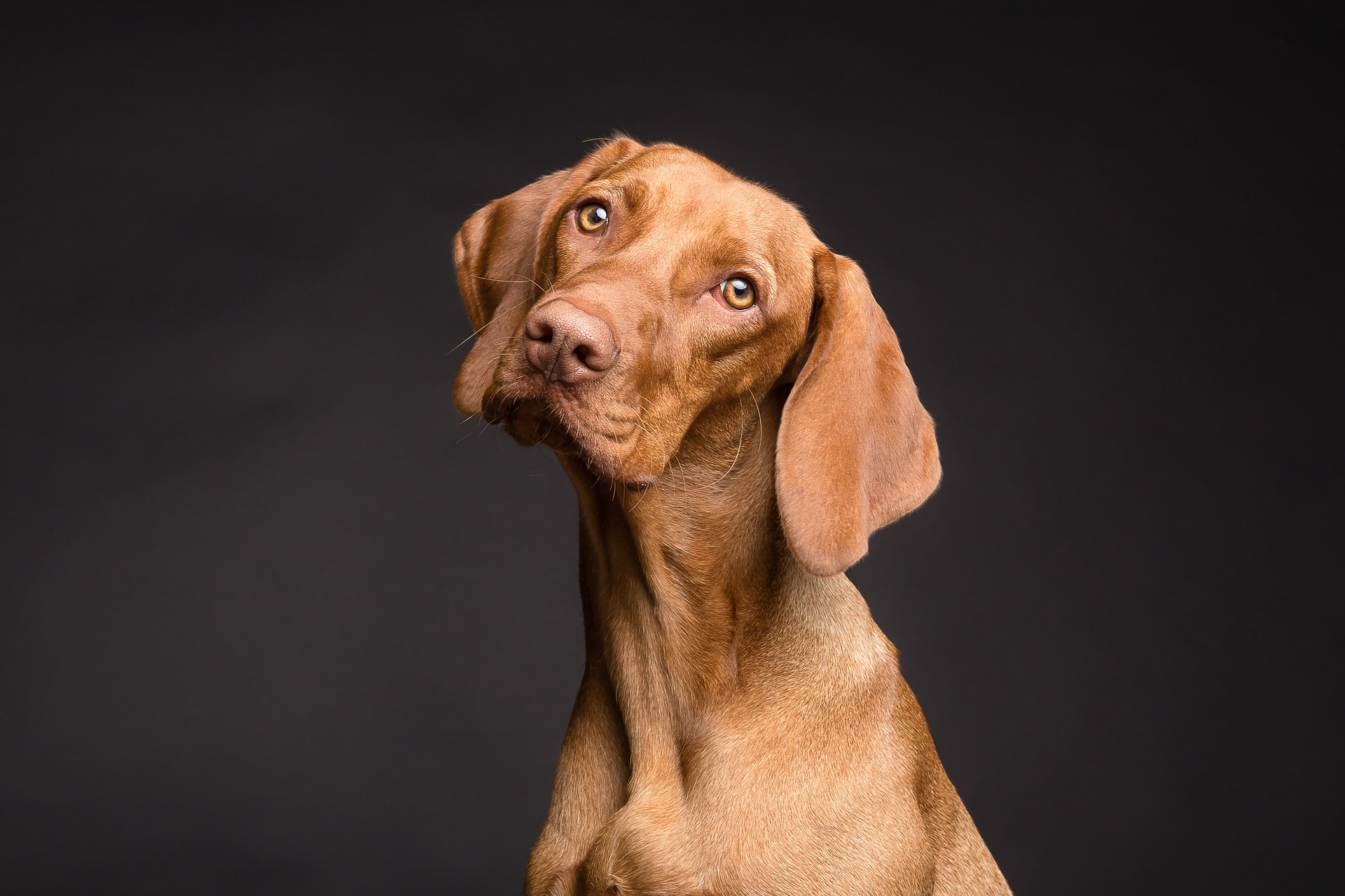 a brown dog looking up