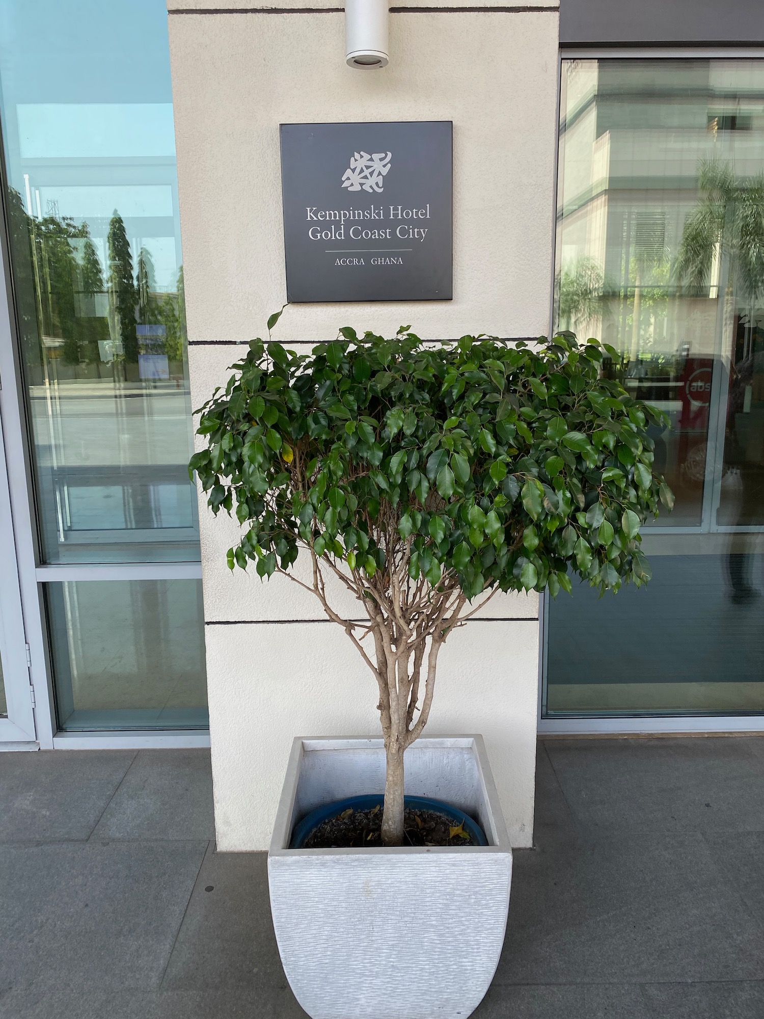 a tree in a pot outside of a building