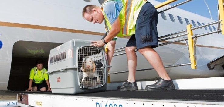 a man wearing a safety vest and holding a dog in a crate