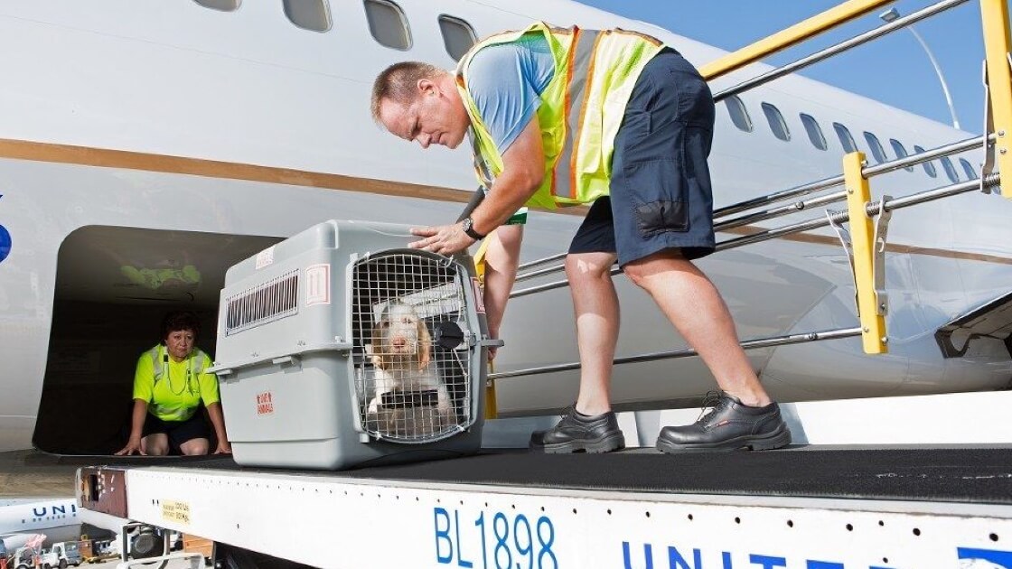 a man wearing a safety vest and holding a dog in a crate