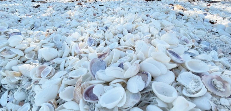 Shells on Captiva Island Fort Myers Florida