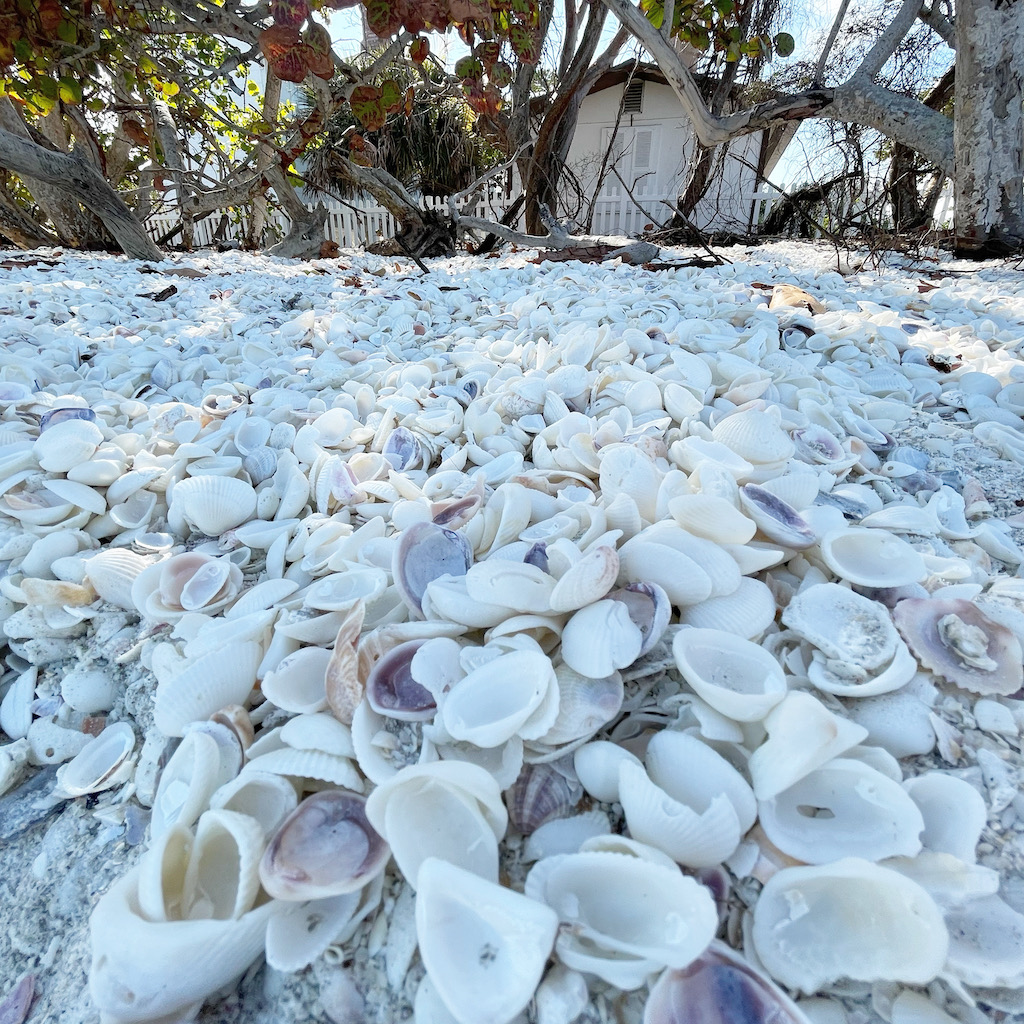 Shells on Captiva Island Fort Myers Florida