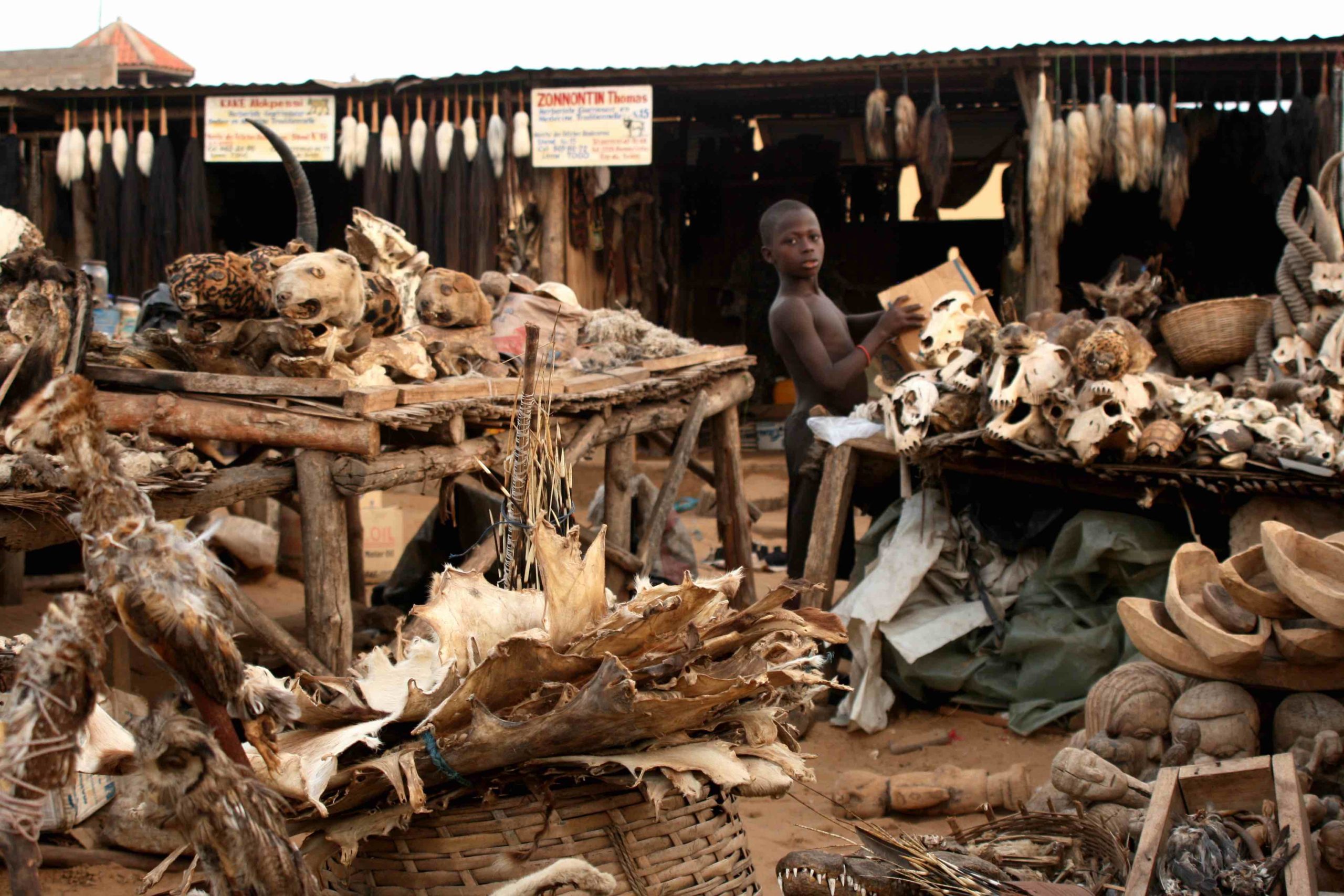 a boy standing next to a pile of animal skulls