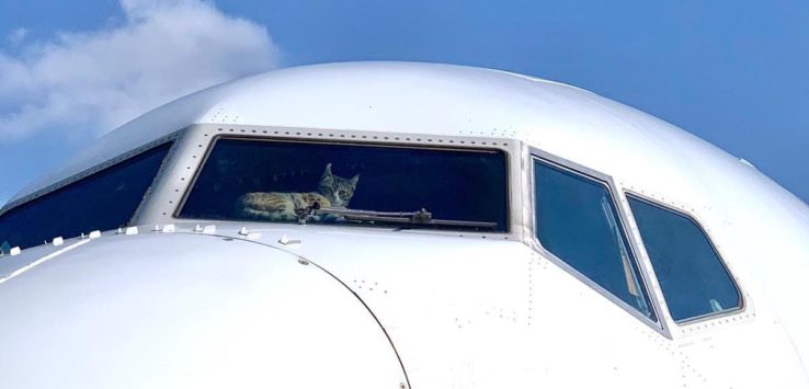 a cat sitting in the cockpit of an airplane
