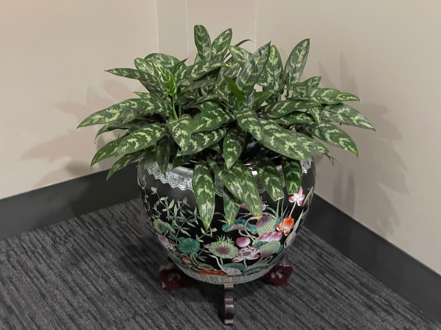 a plant in a pot