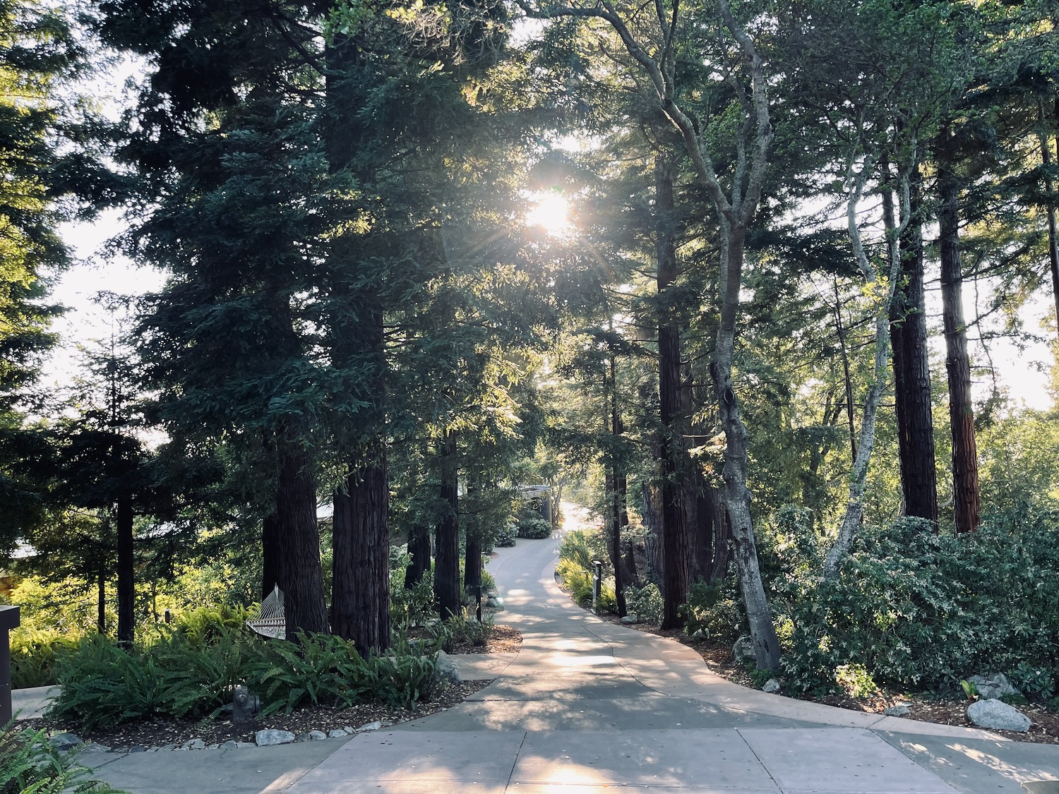 a road with trees and a building in the background