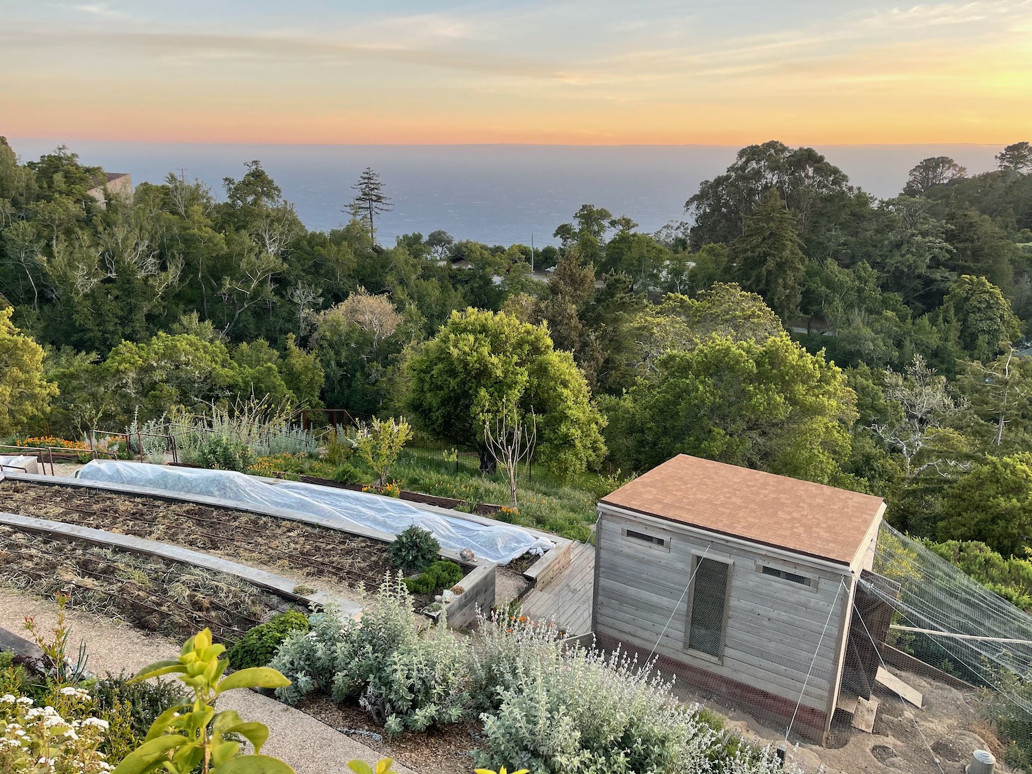 a shed and a garden with trees and a sunset