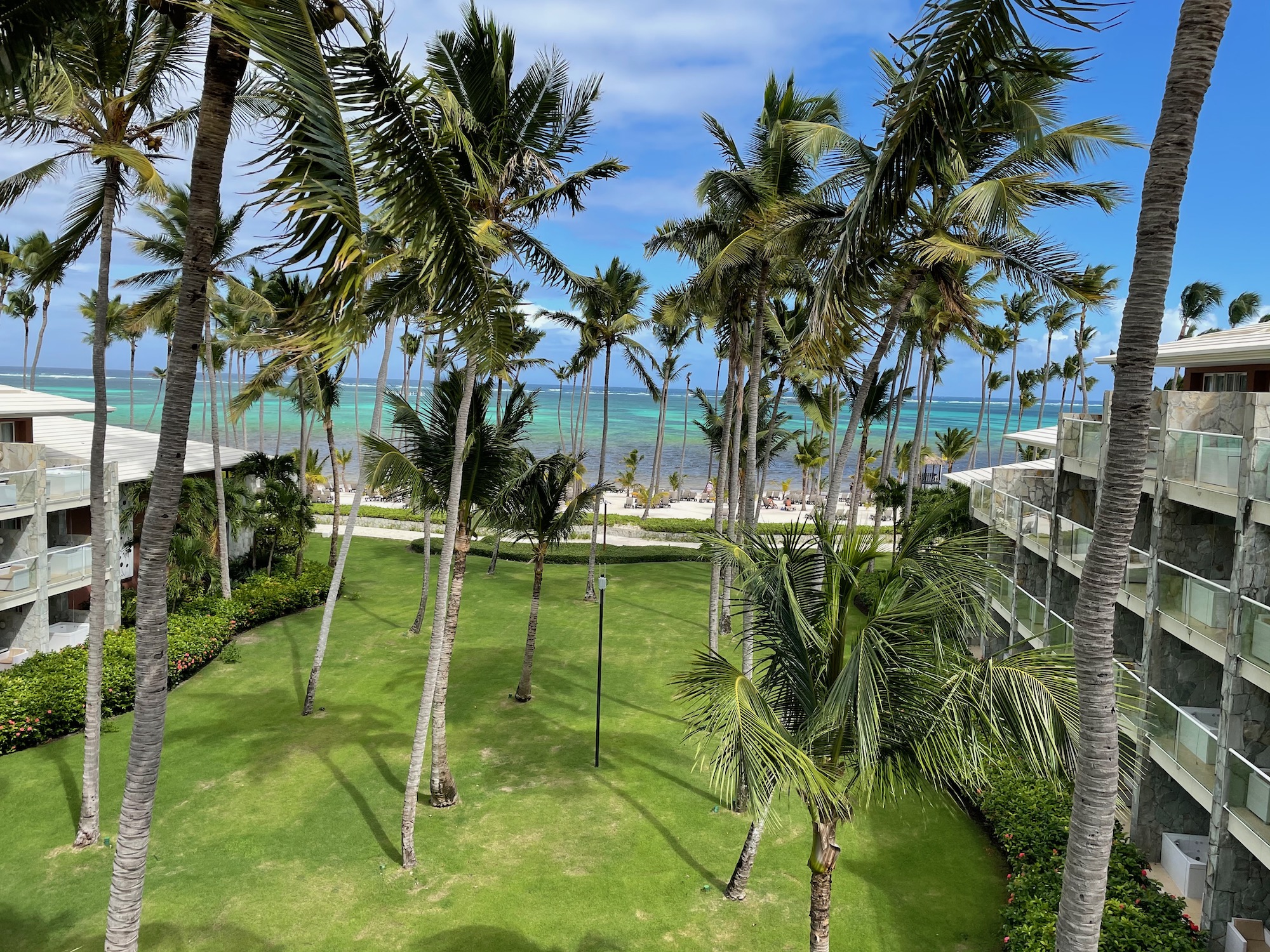 a palm trees on a beach
