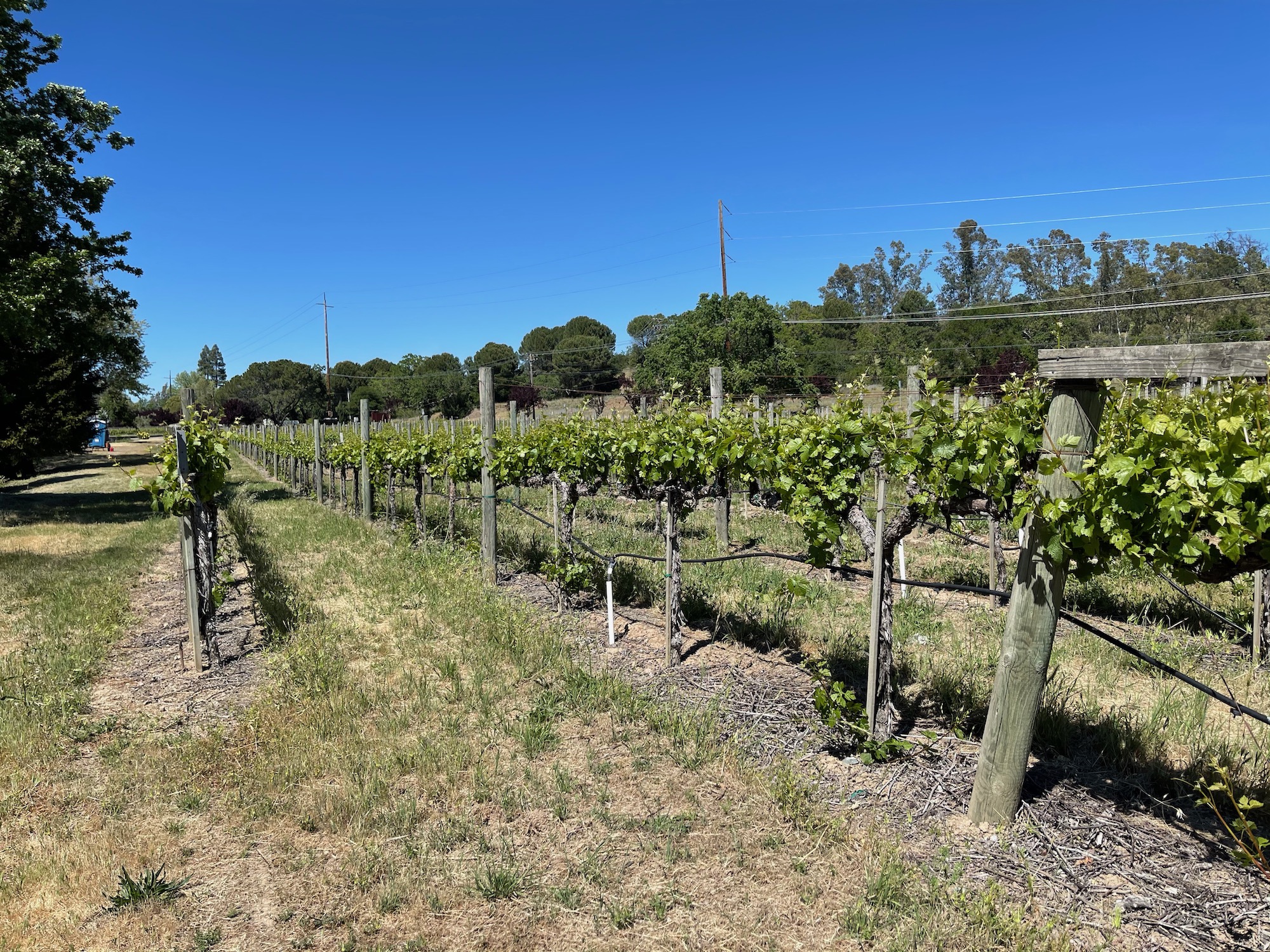 a rows of vines in a field