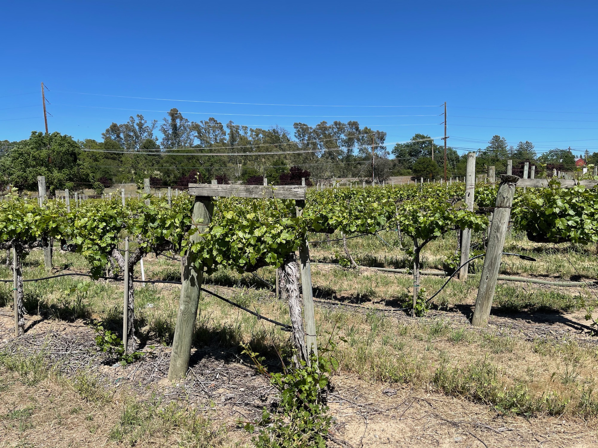 a vineyard with trees and blue sky