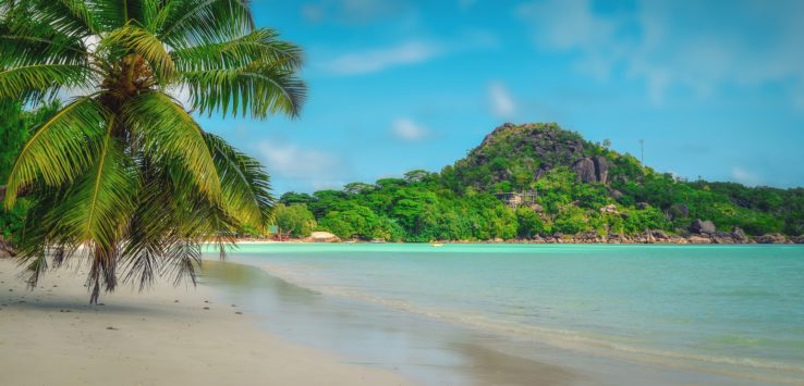 a beach with palm trees and a rocky island