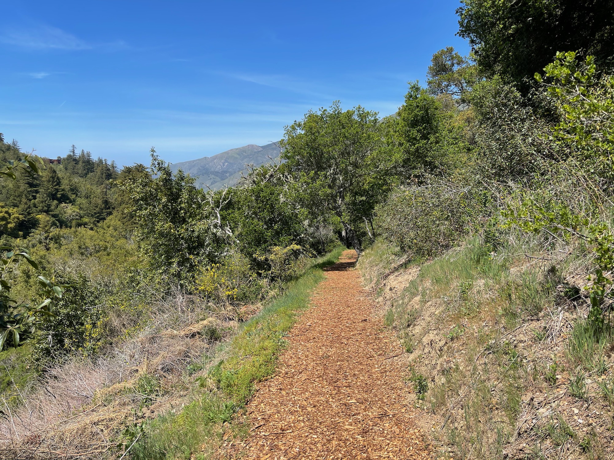 a trail with trees and blue sky