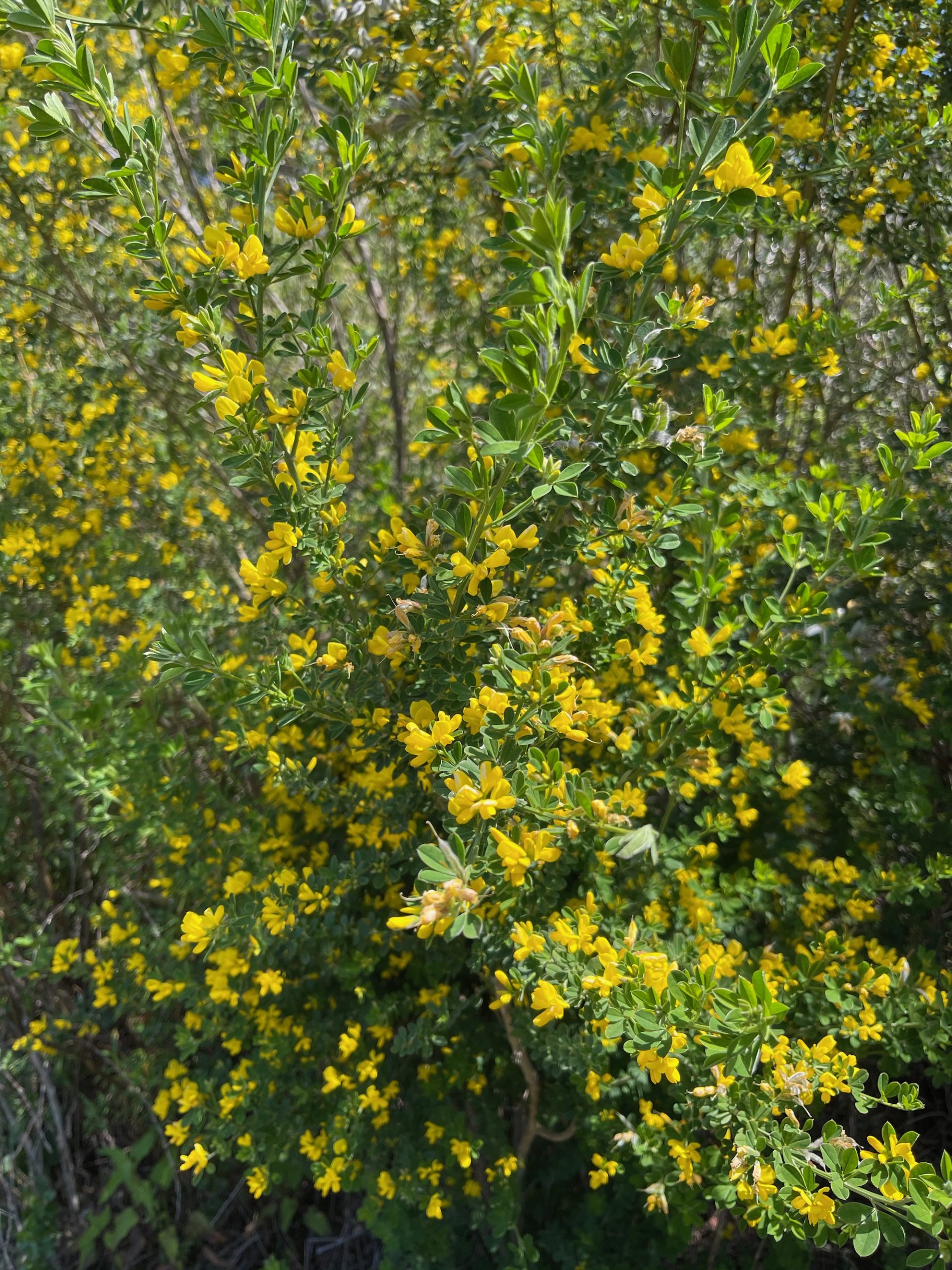 a yellow flowers on a bush