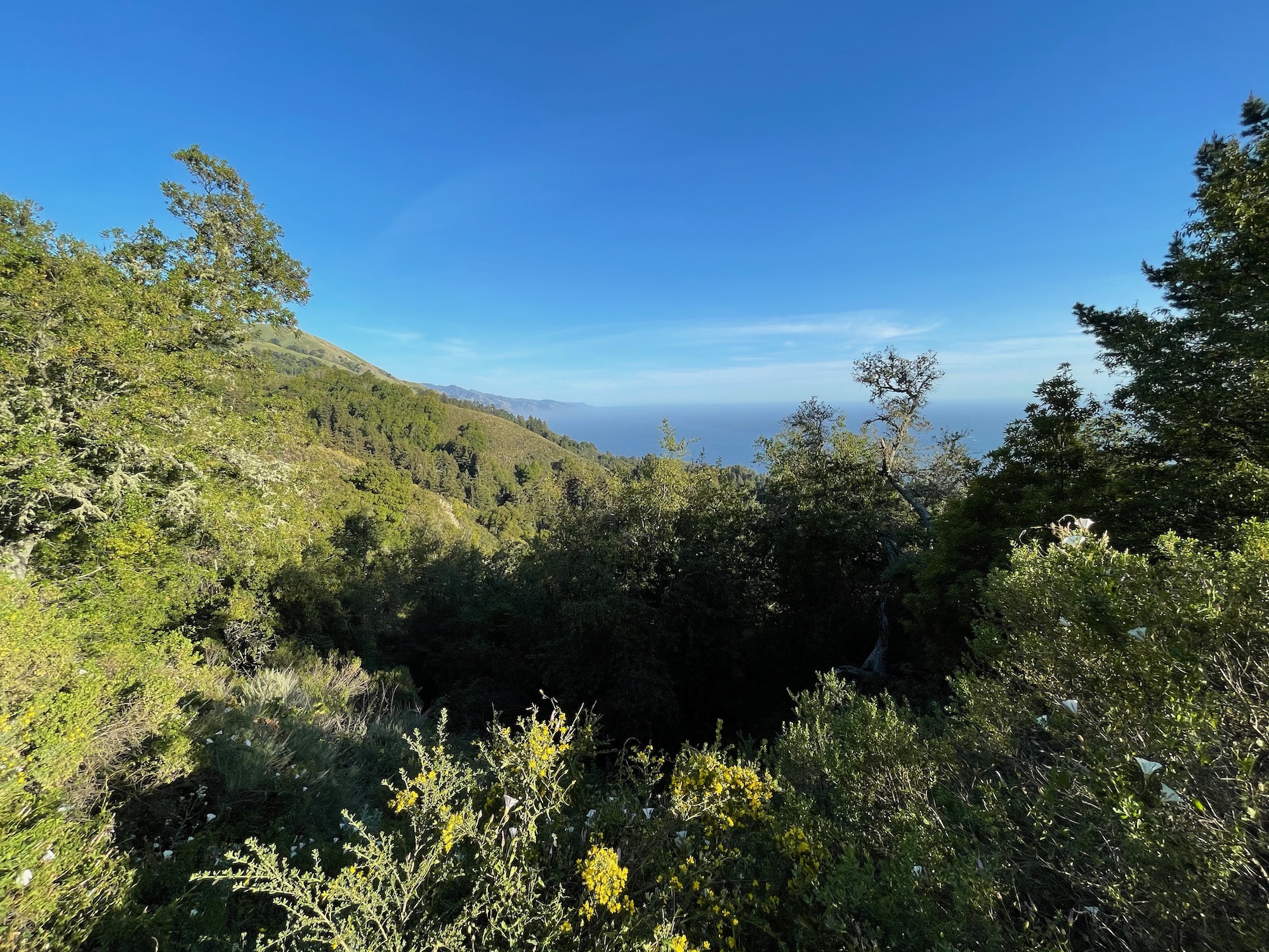 a view of a forest and the ocean from a hill
