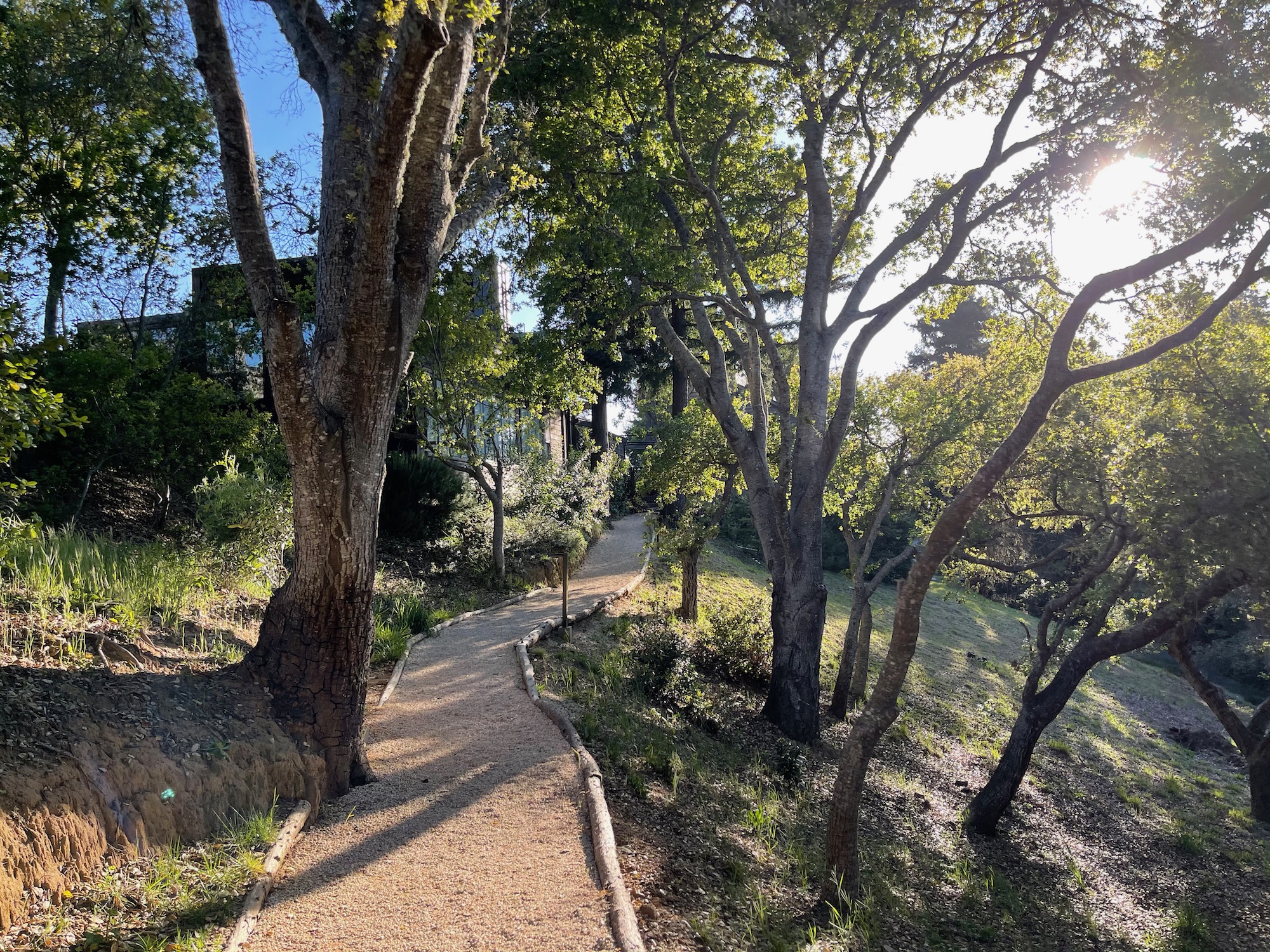 a path through a forest