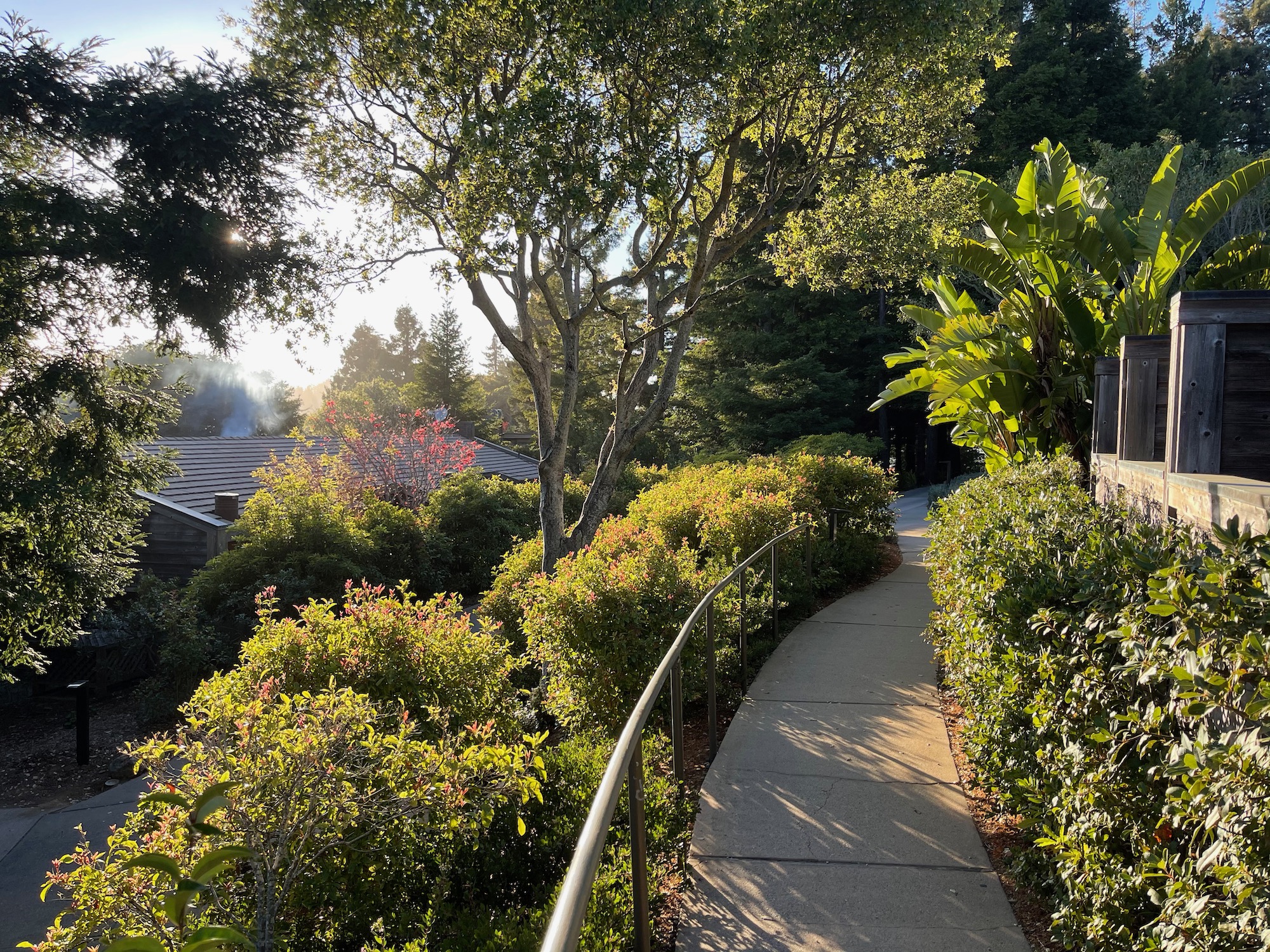 a walkway with bushes and trees