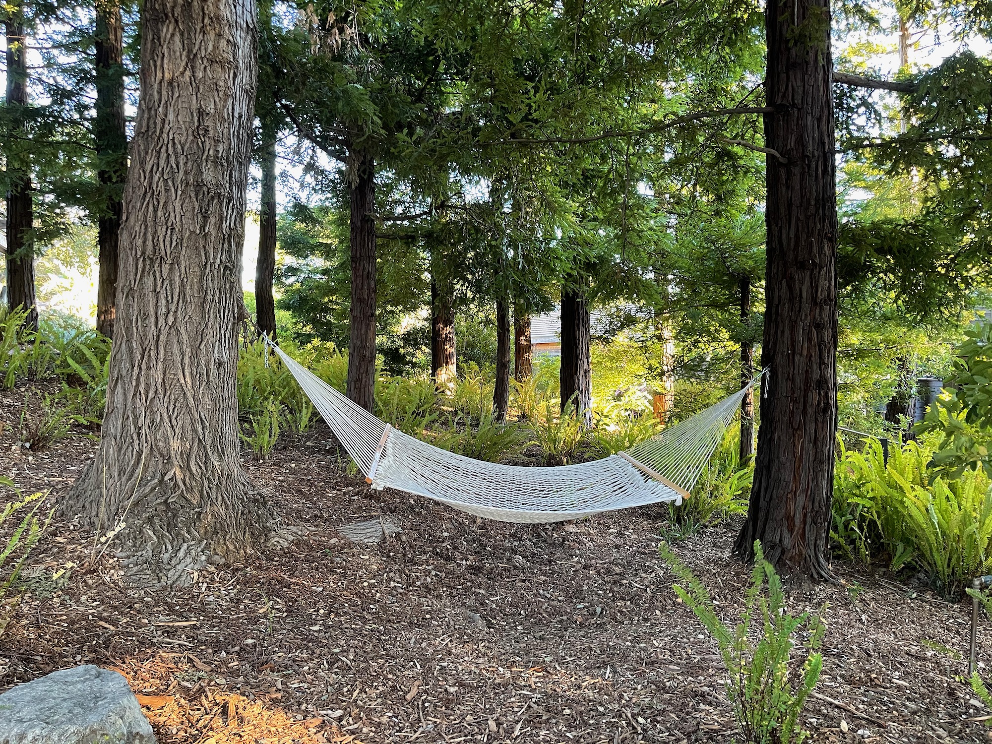 a hammock between trees