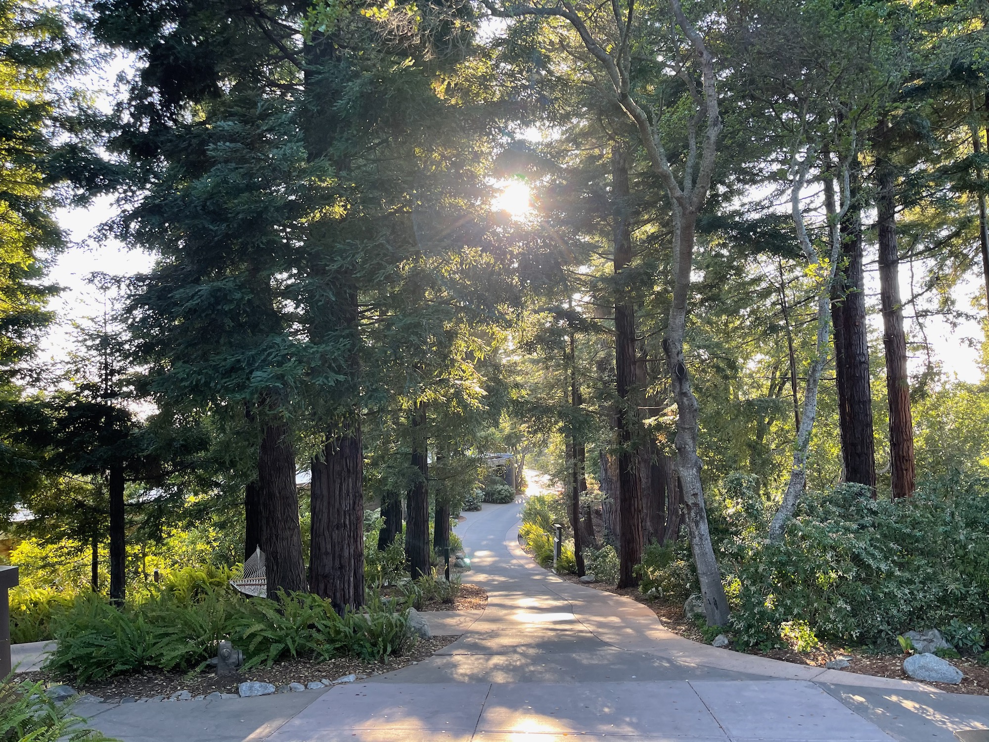 a road with trees and plants on the side