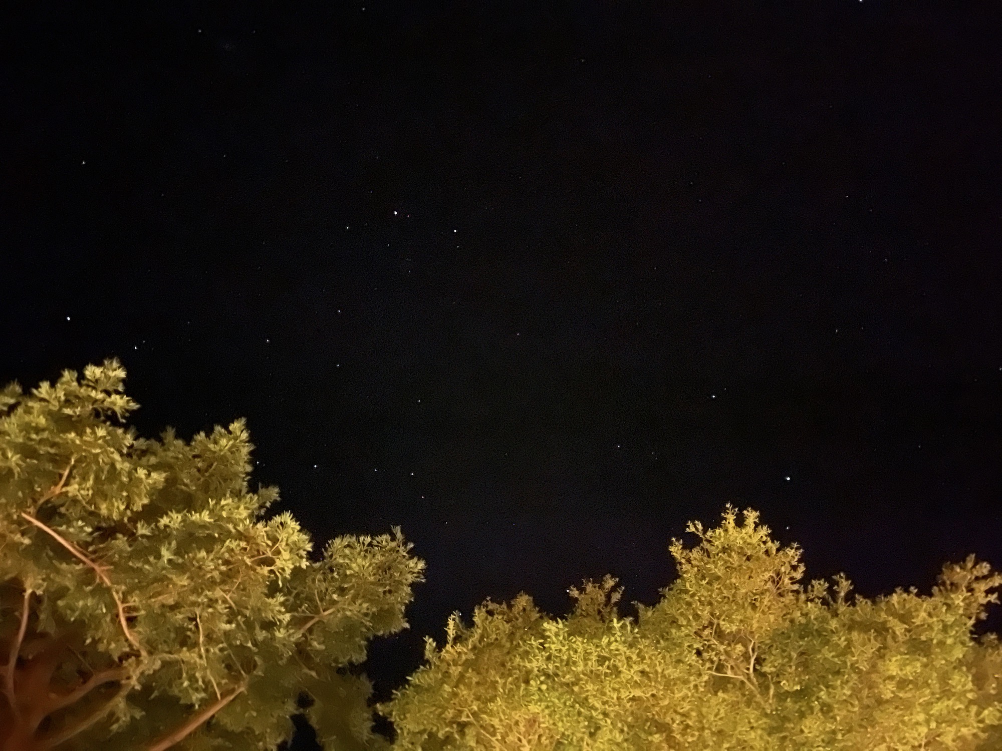 a group of trees at night