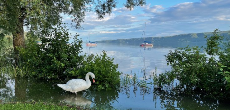 a swan standing in the water