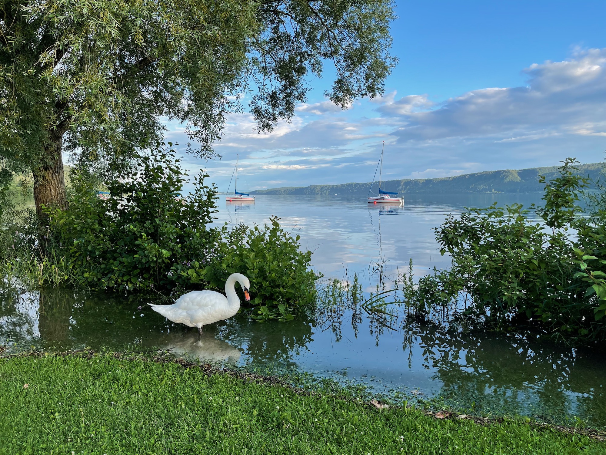 a swan standing in the water