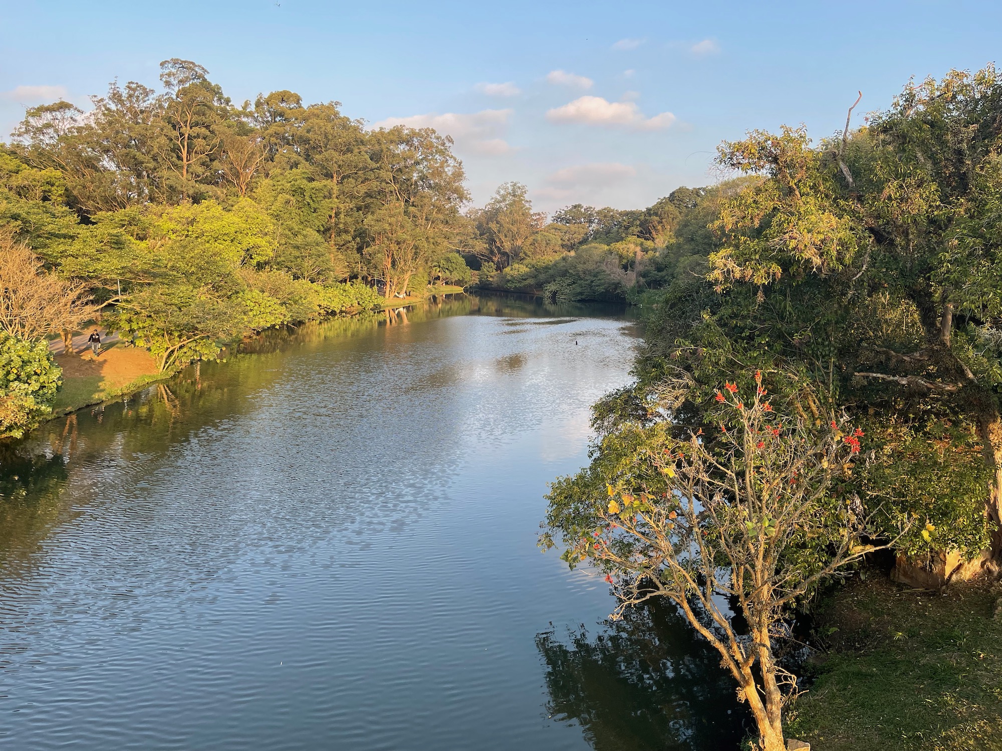 a river with trees around it