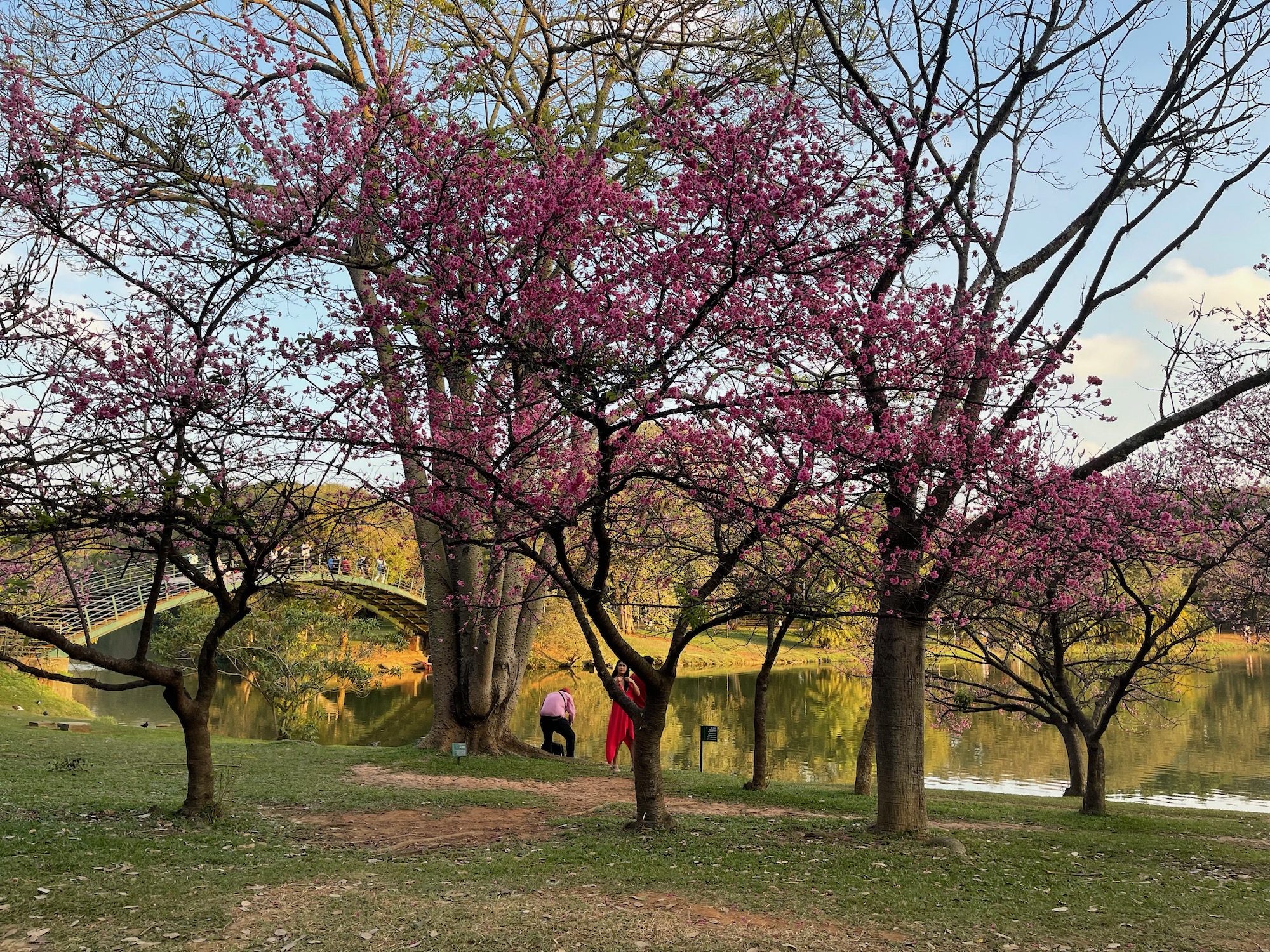 a group of trees with pink flowers