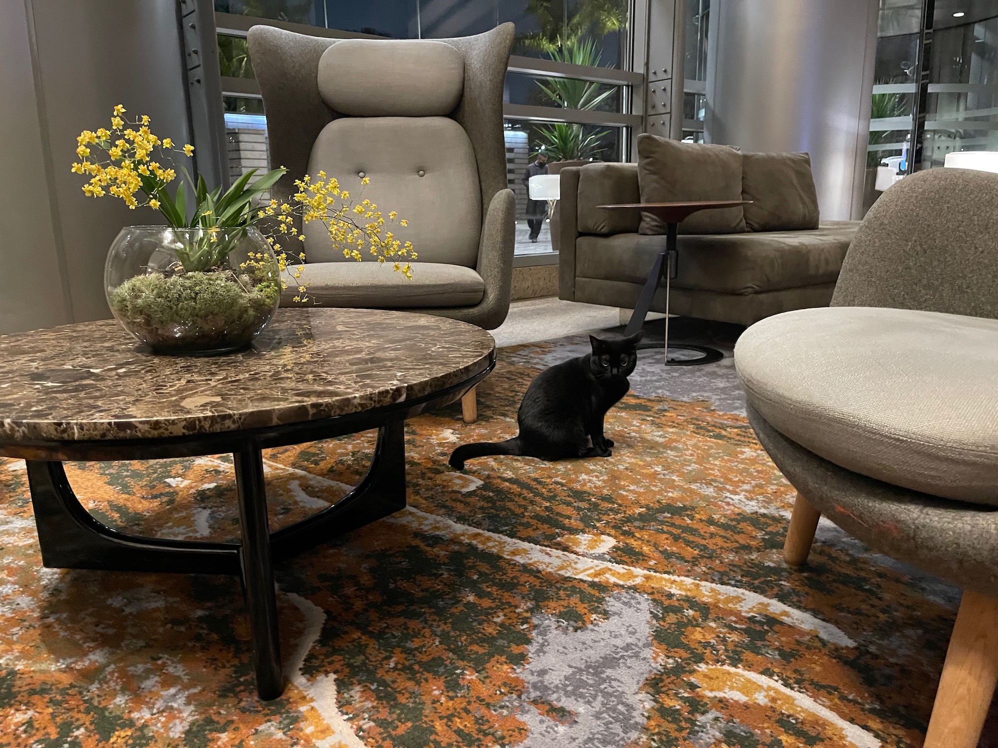 a cat sitting on a rug in a room with chairs and a table