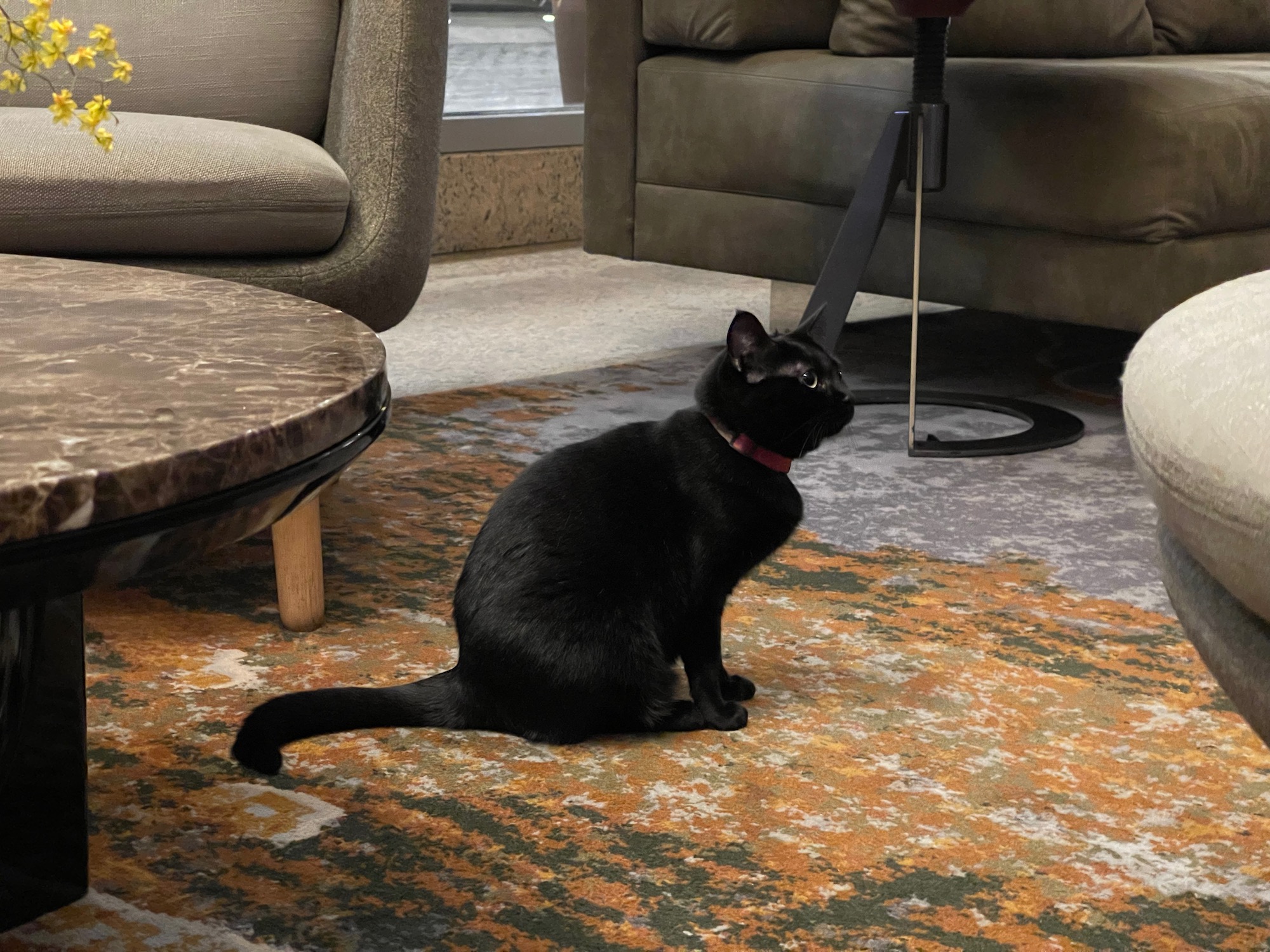 a black cat sitting on a rug