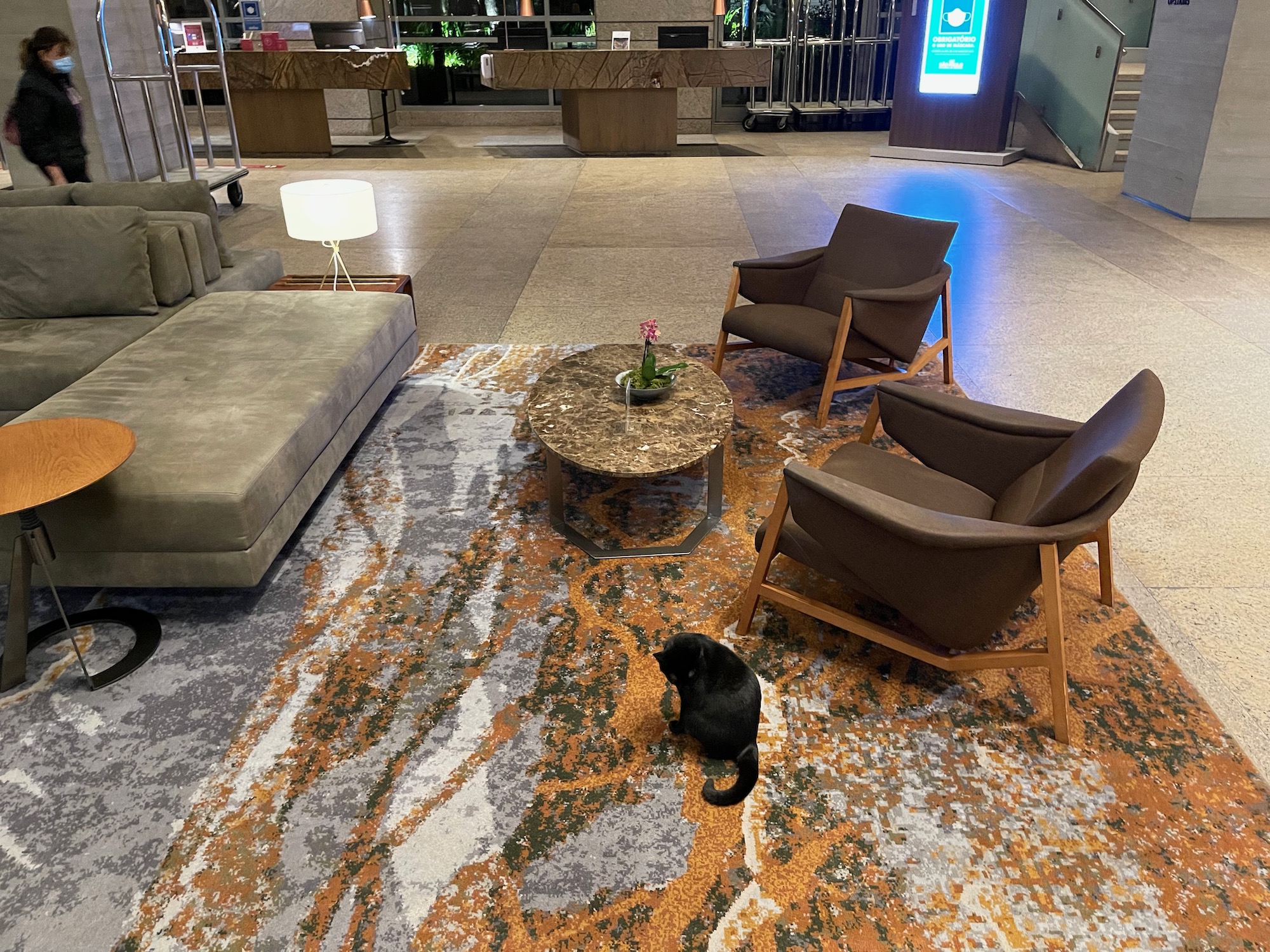 a cat sitting on a carpet in a lobby