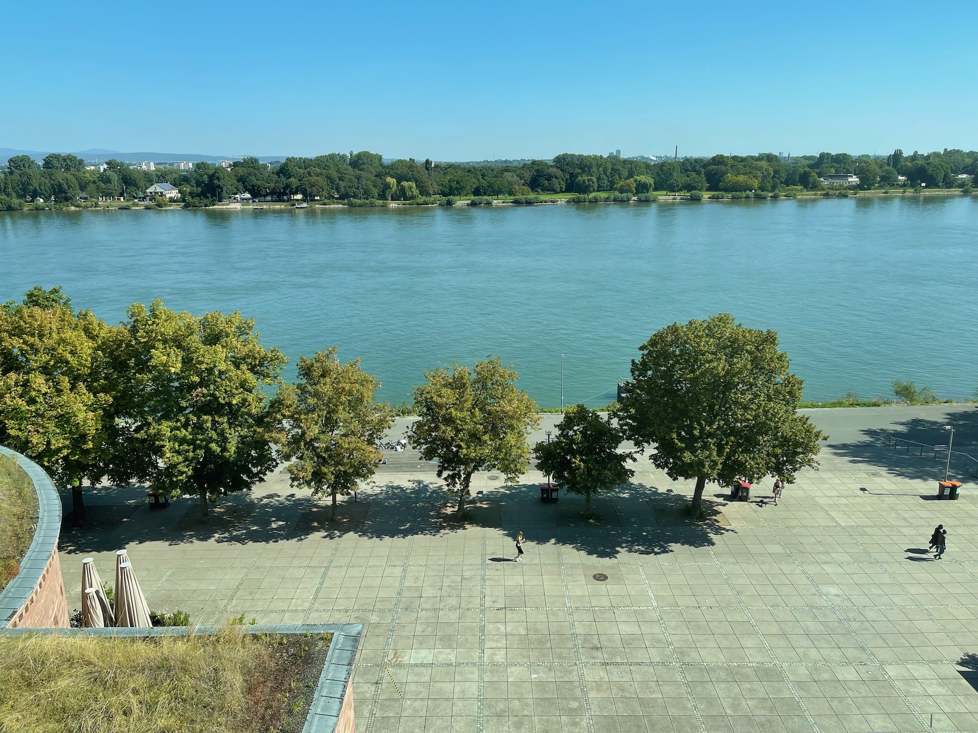 a group of trees next to a body of water