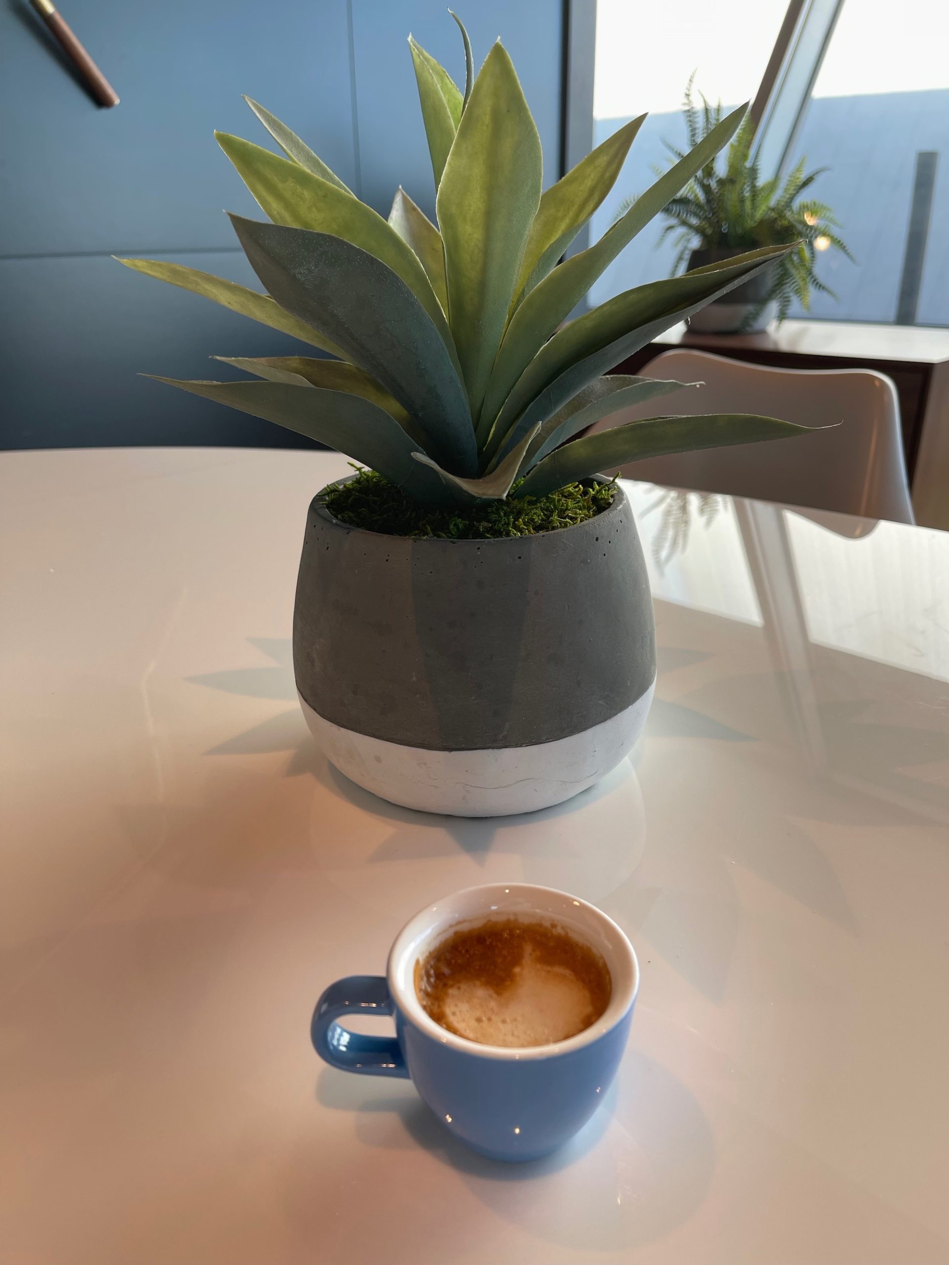 a plant in a pot on a table