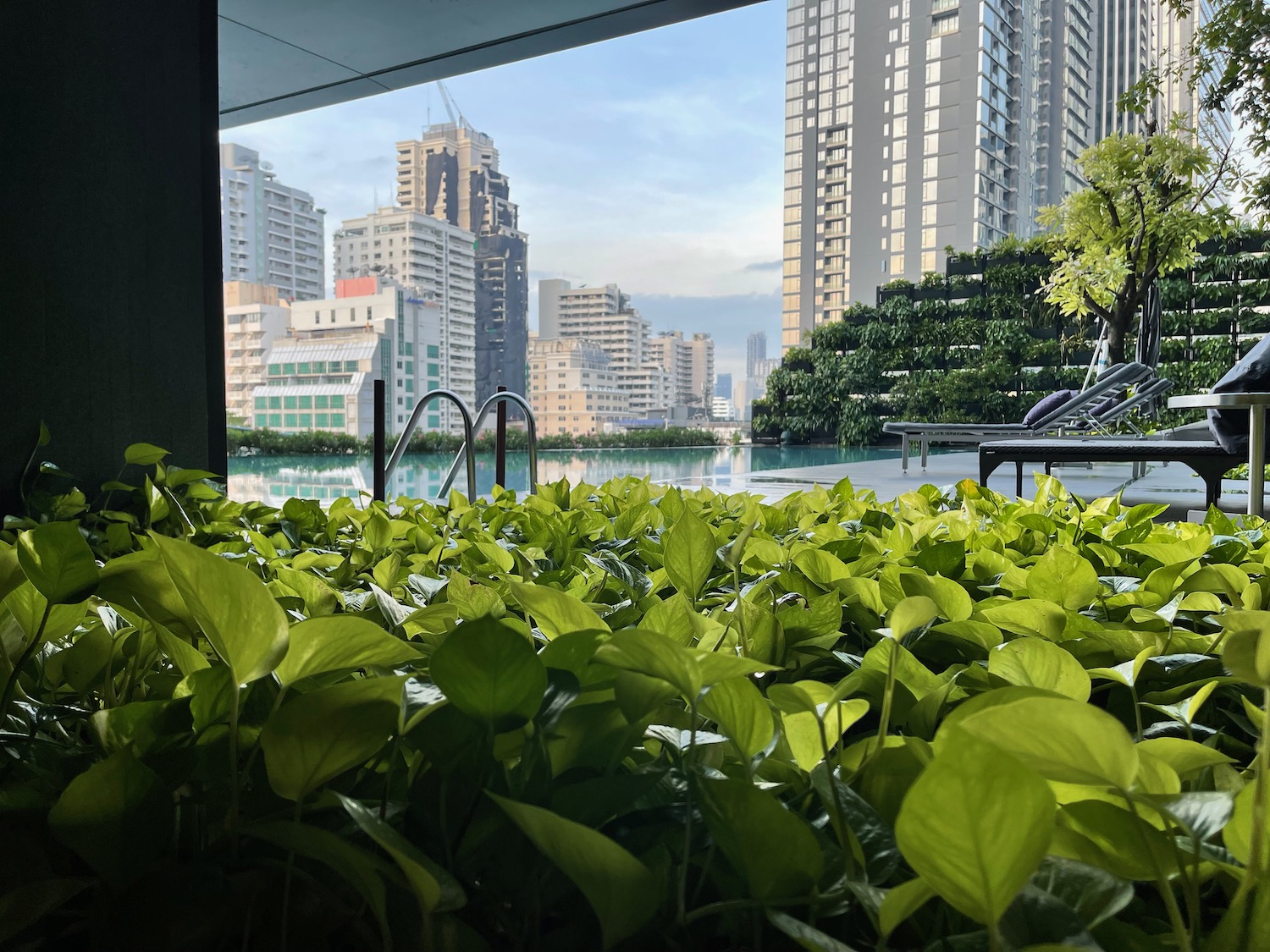 a pool with plants and a city skyline