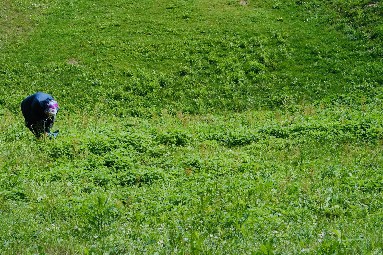 a green grass field with small plants