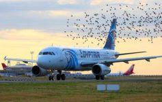 a large flock of birds flying over an airplane