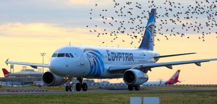 a large flock of birds flying over an airplane