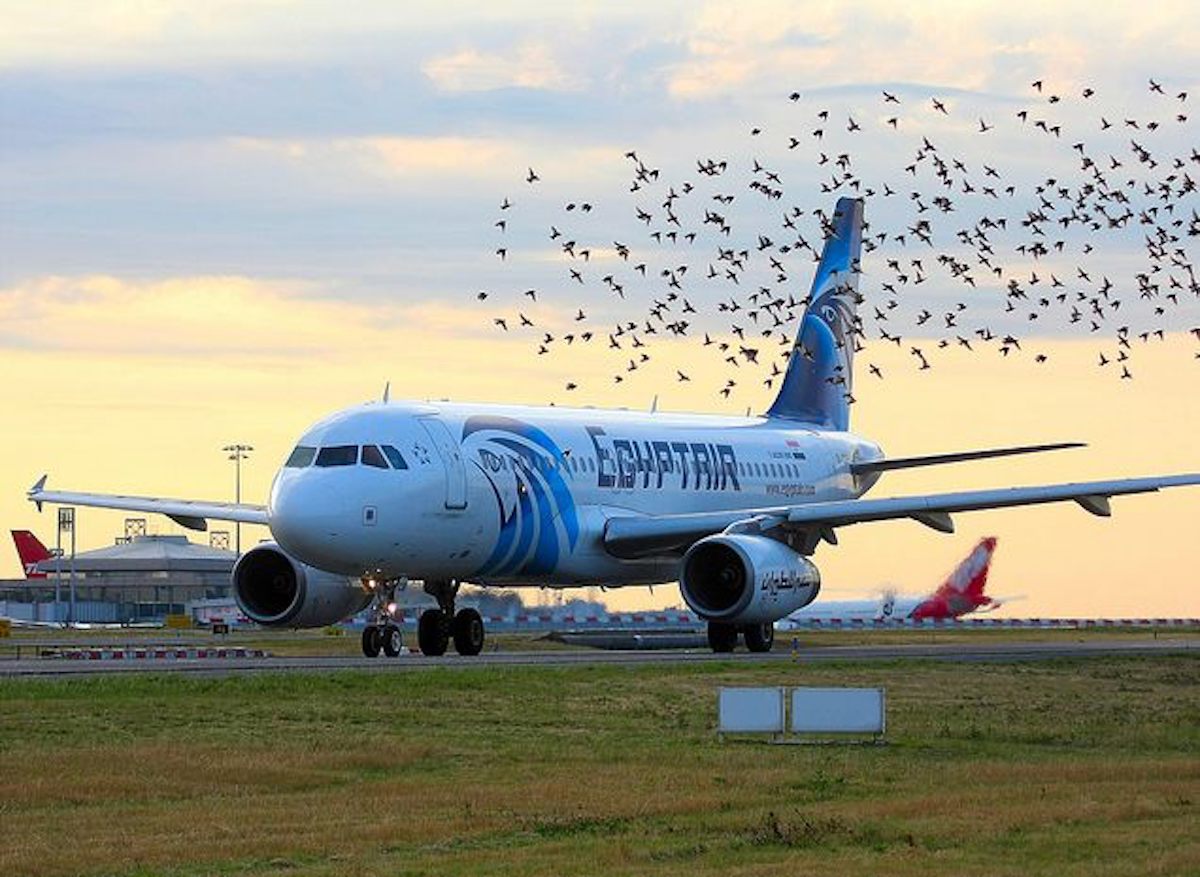 a large flock of birds flying over an airplane
