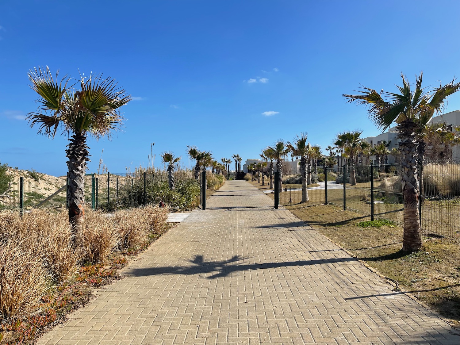 a brick path with palm trees and a fence