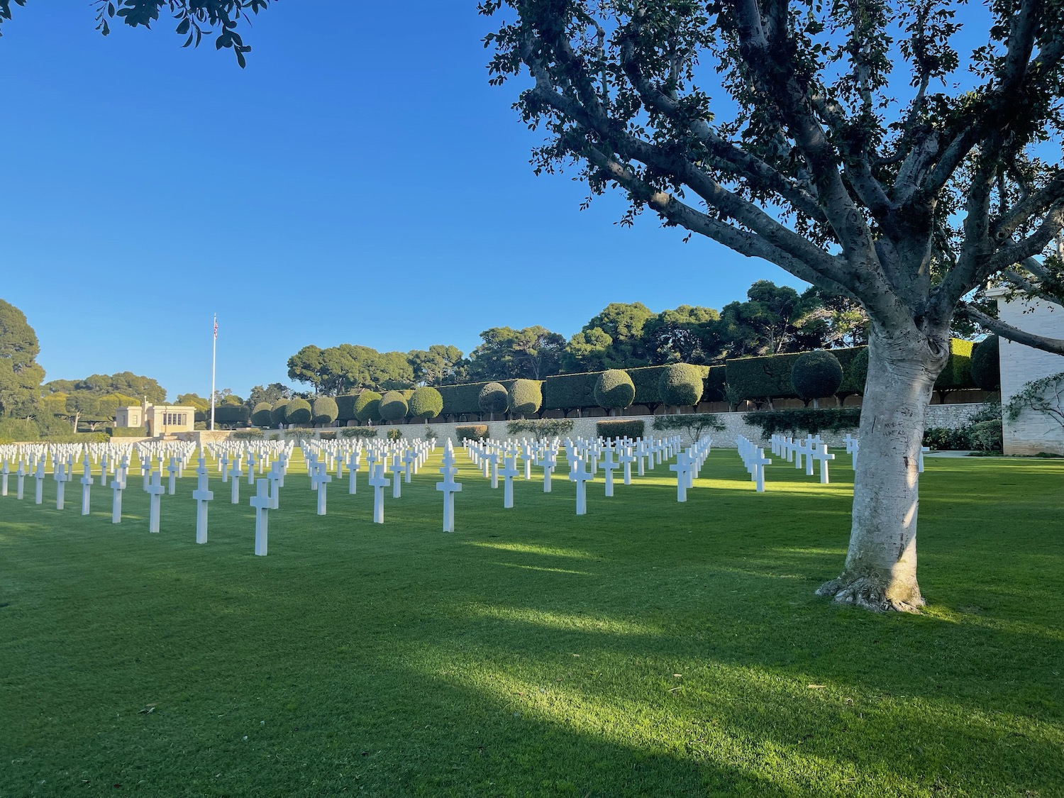 a large field of white crosses