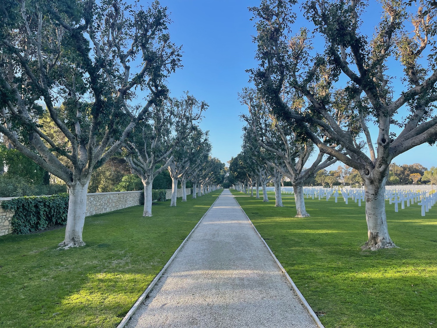 a walkway with trees in the background