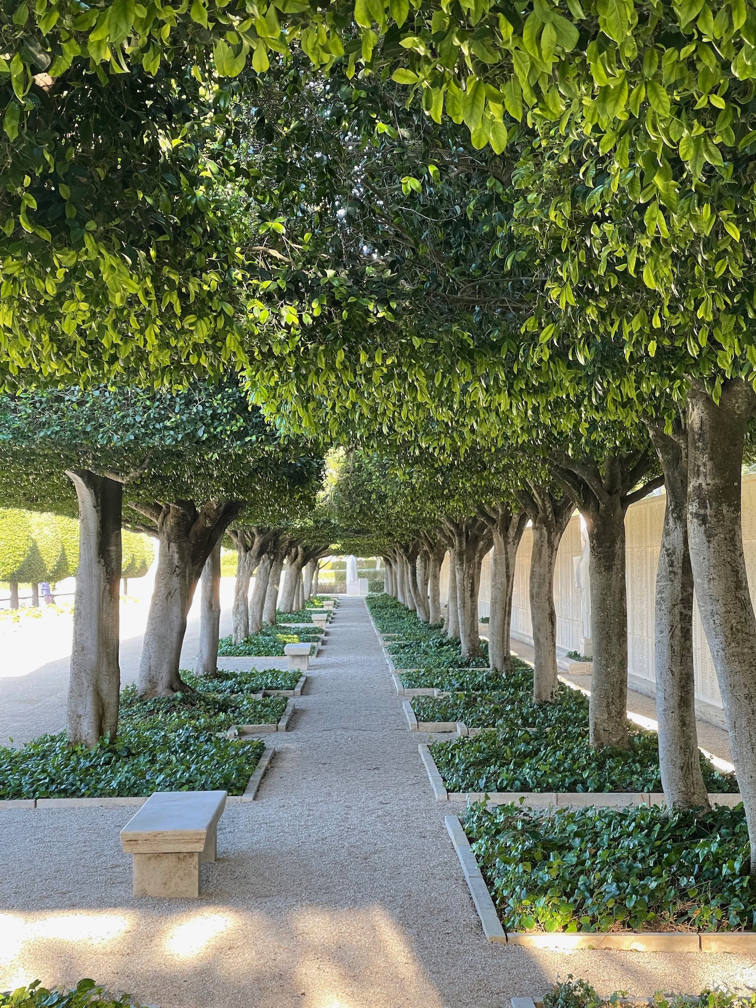 a row of trees with benches and a wall