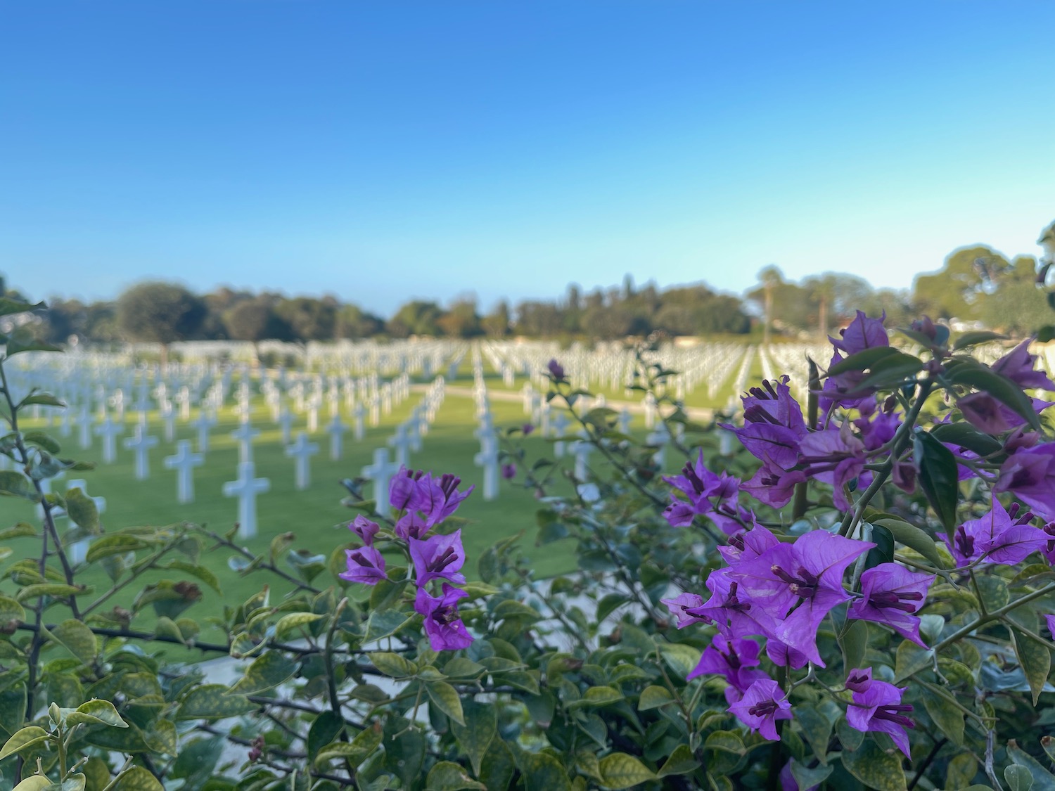 a purple flowers in a field of white crosses