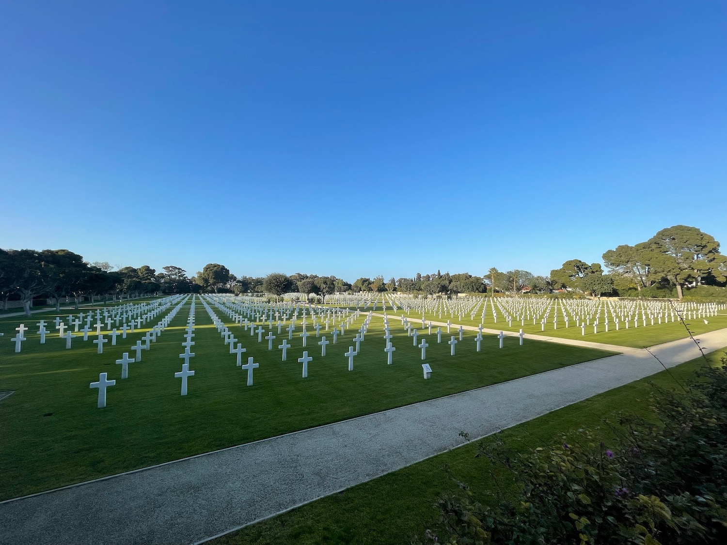 a large field of white crosses