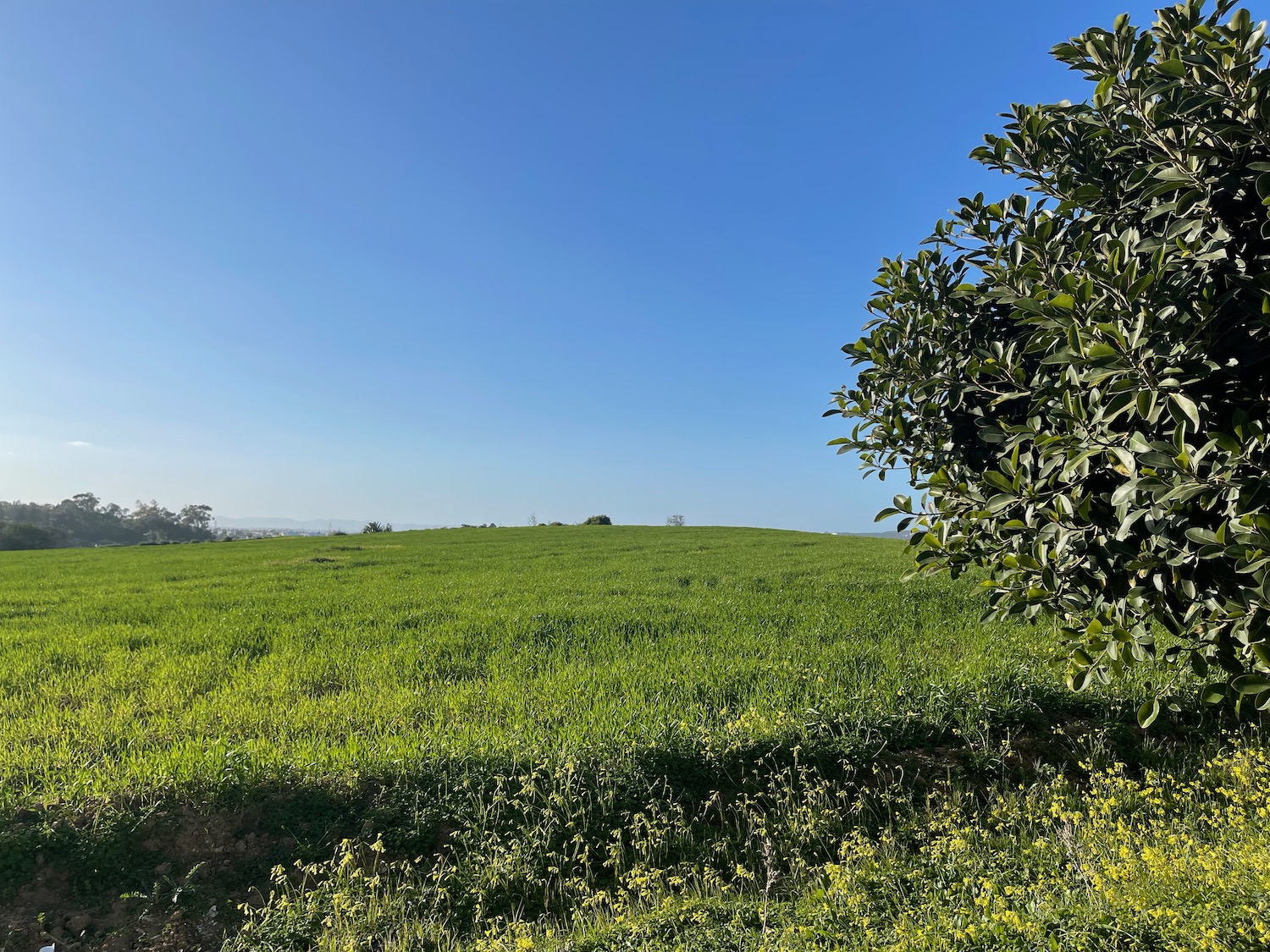 a green field with trees and blue sky