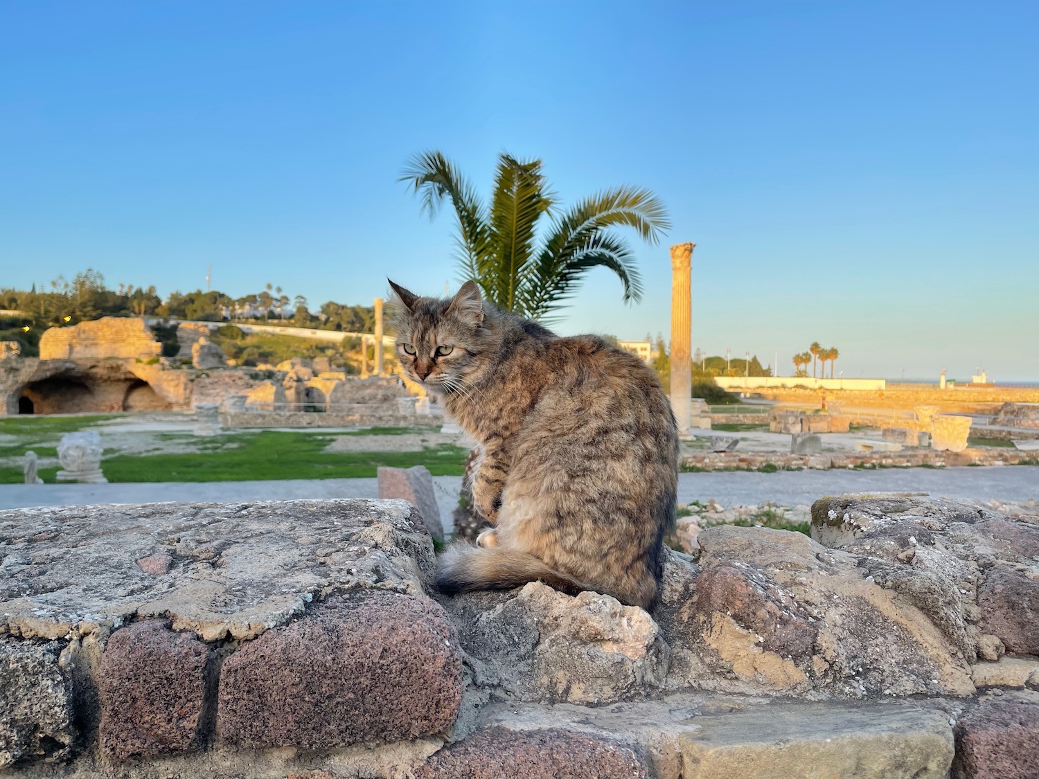 a cat sitting on a stone wall