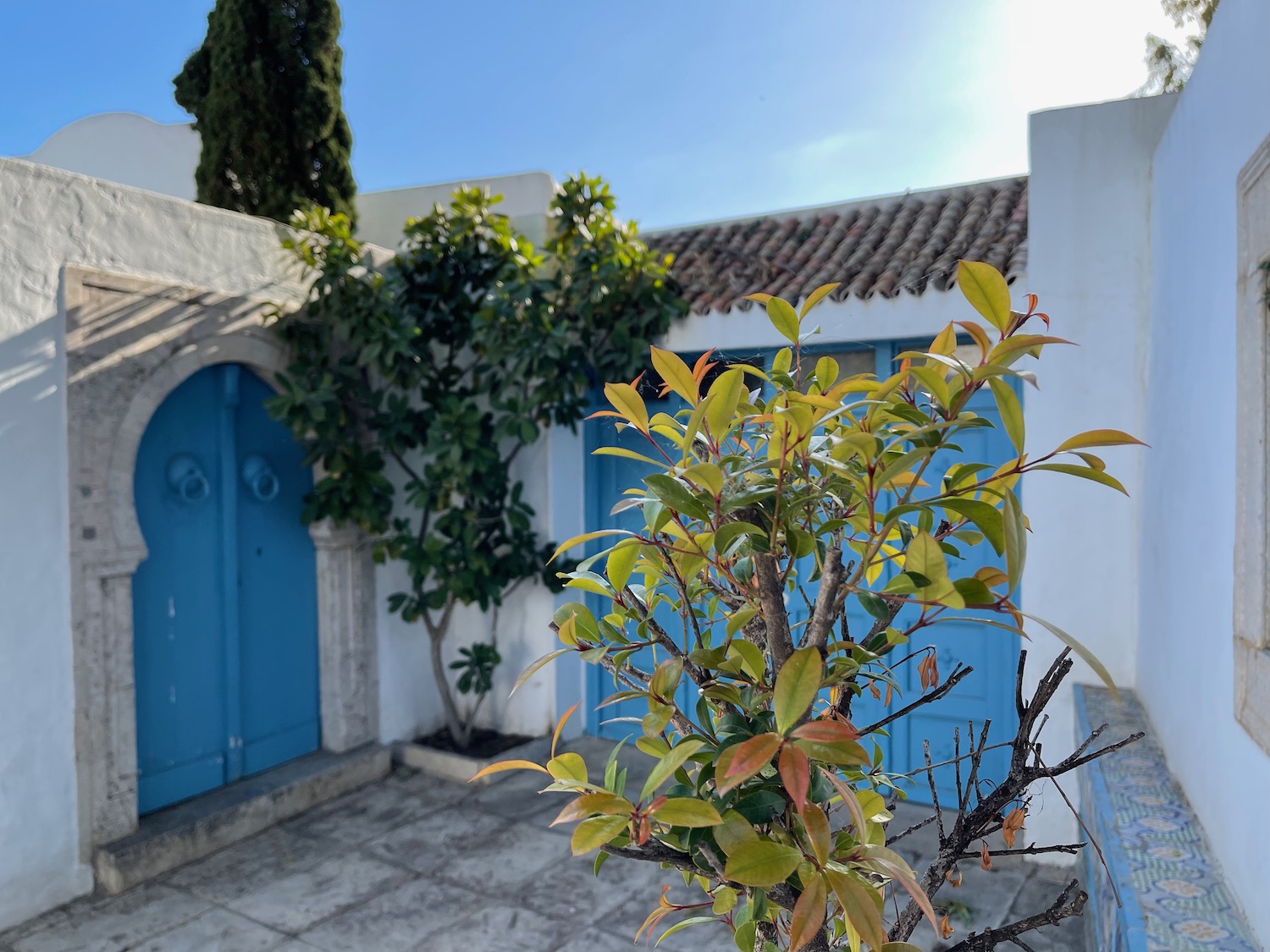 a tree with leaves in front of a building