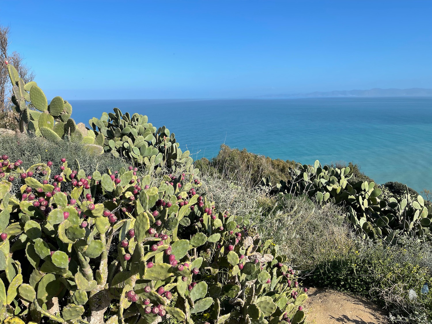 a cactus plants and a body of water