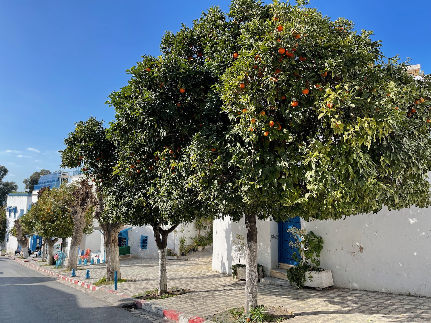a tree with oranges on the side of a road